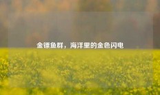 金镖鱼群，海洋里的金色闪电