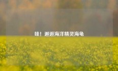 哇！邂逅海洋精灵海龟