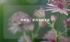 天心花，岁月灵韵之花